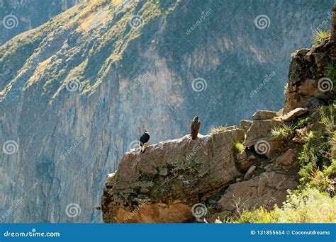 Two Andean Condors Perching On The Cliff Of Colca Canyon The Famous