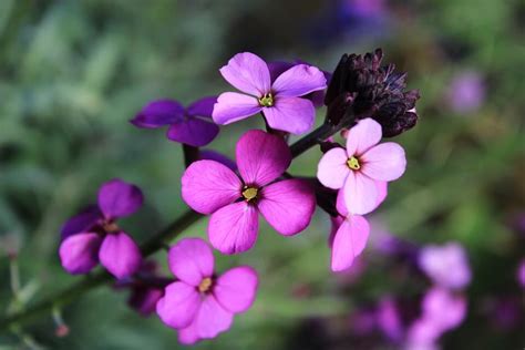 Check spelling or type a new query. Flowers Starting With E- Amazing Names Of Flowers