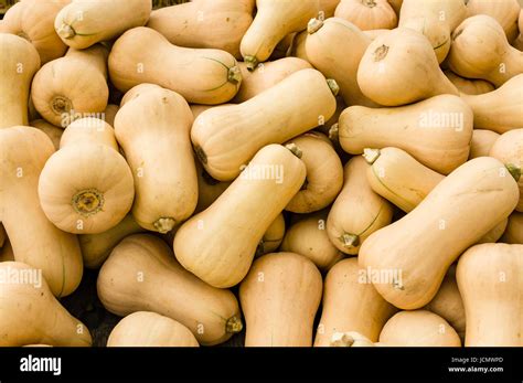 Butternut Winter Squash At The Farmers Market Stock Photo Alamy