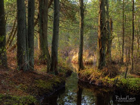 New Jersey Pinelands Cedar Swamps Richard Lewis Photography
