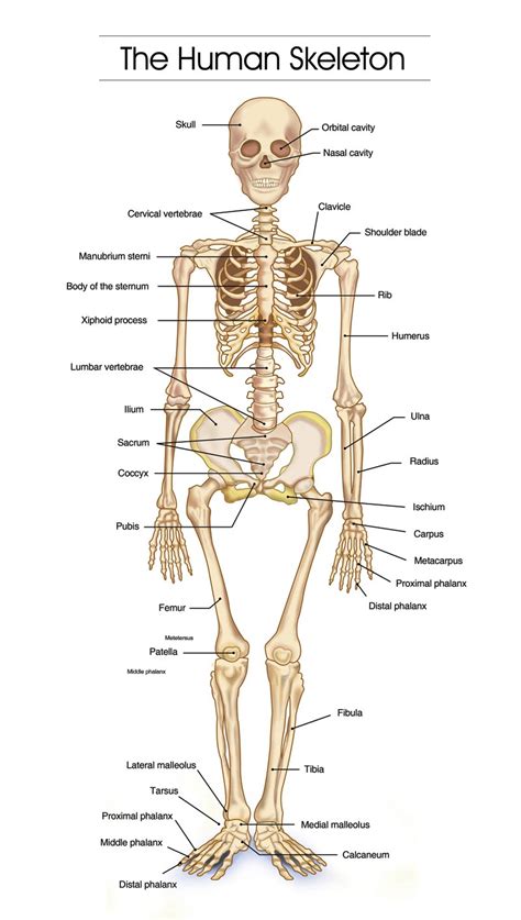 But all these connective tissue coverings continue to attach the muscle to one or more bones: The Human Skeleton - Macomber PE