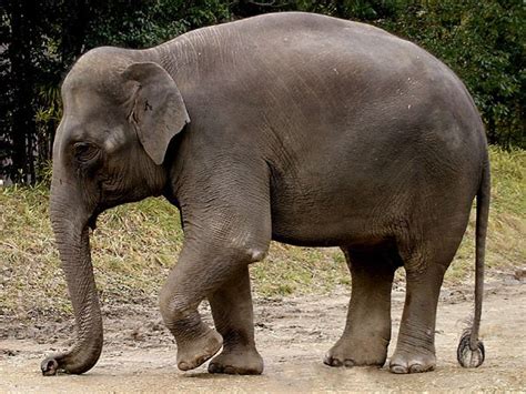 Asian Elephant Average Mass Lb 8750 4200 Kg Maximum Mass Lb