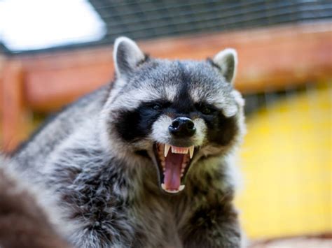 Preventing rabies in humans is equally important. Rabid Raccoon Warning In Bridgewater | Bridgewater, NJ Patch