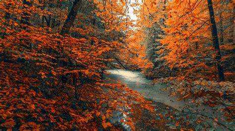 River Between Orange Autumn Fall Trees Hd Fall Wallpapers Hd