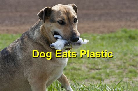 What To Do When Your Dog Eats Plastic Emergency Animal Care Braselton