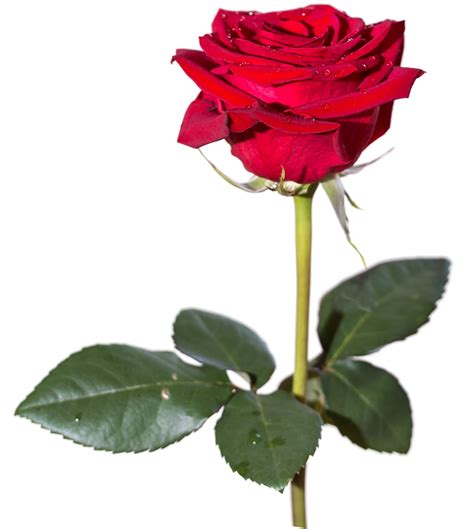 Red Rose Png Hd Png Mart