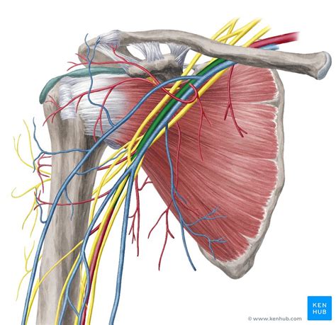 Upper Limb Arteries Veins And Nerves Kenhub