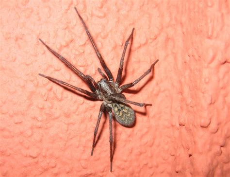 Spider On The Wall Free Photo Download Freeimages