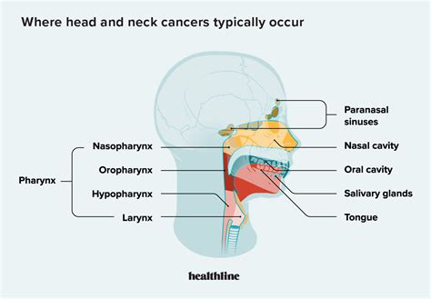Head And Neck Cancers Types Causes Treatment And Outlook