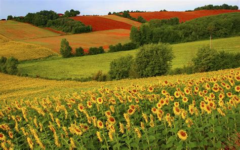 Sunflowers Field Hd Wallpaper 584525