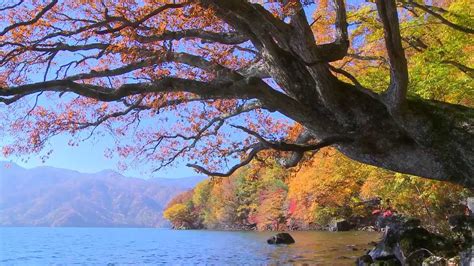 Lake In Autumnchuuzennjiko Beautiful Scenery秋景色、中禅寺湖奥日光