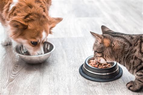 What foods should not be given to cats? Can Cats Eat Dog Food? - We're All About Cats