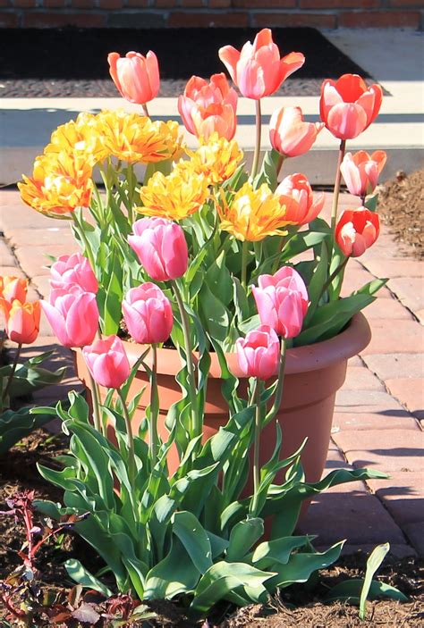 Tulips In A Pot The Green Thumb 20