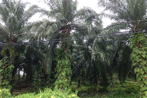 Ministry of planning and international cooperation (yemen). 88.1% of oil palm plantations MSPO-certified as at Nov 19 ...