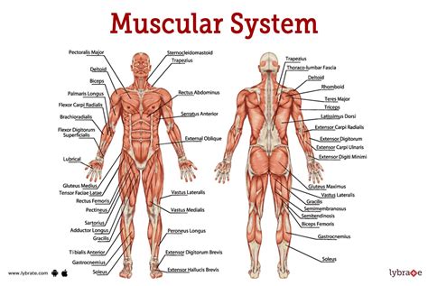 Muscular System Human Anatomy Picture Functions Diseases And Treatments