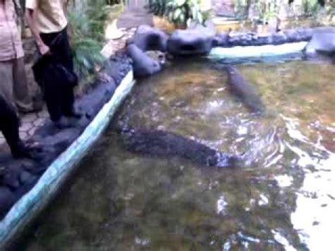 Pasti tidak ada satu orang pun yang tahu mengenai hal tersebut. Ikan terbesar arapaima di lesehan molek - YouTube