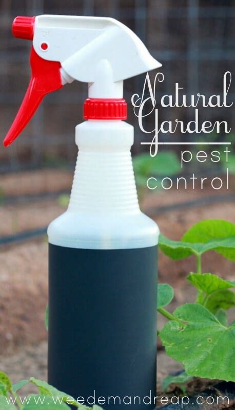 We always have a bag on hand. Organic Garden Pest Control Spray Recipes - The WHoot