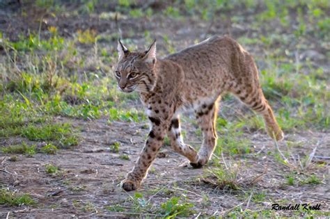 Texas Hill Country Wild Cats To Watch Out For And Protect Your Pets From