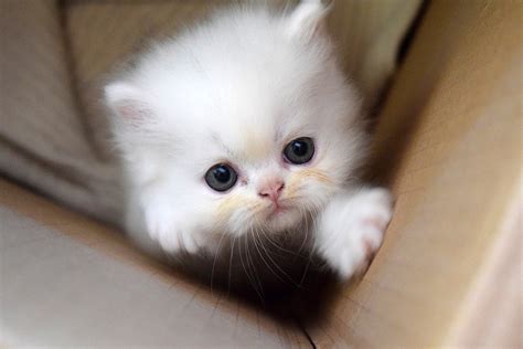 Kitten Pussy Cat Free Photo On Pixabay