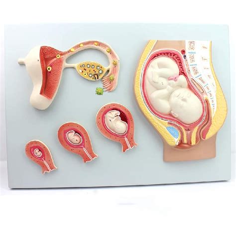 Buy Anatomical Model Educational Model Anatomy Model Of Pregnancy