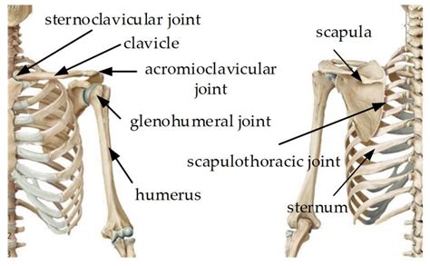Sternoclavicular Joint And Acromioclavicular Joint
