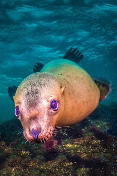 Playful Pinnipeds A Gallery Of Photo Contest Seals And Sea Lions Sea