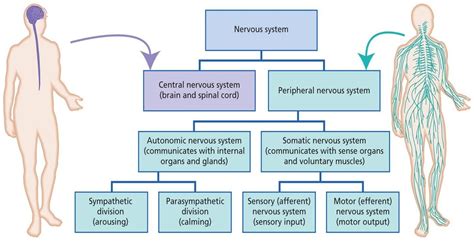 Nervous And Integumentary System Integumentary System