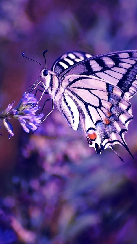Aesthetic Butterfly Image Flip Wallpapers Download Free Wallpaper Hd