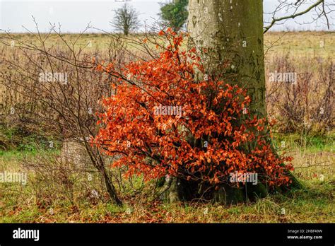 Lone Copper Beech Fagus Sylvatica Tree Sapling With Superb Copper Red