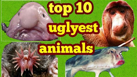 Top 10 Ugliest Animals On Our Planet Top 10 Otosection