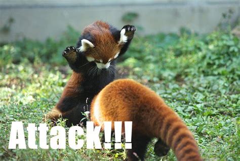 Funny Red Panda Attack Funny Picture Of Cute Little Red Panda