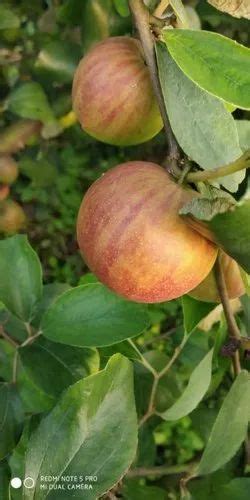 Full Sun Exposure Green Kashmiri Apple Ber Plant For Fruits At Rs 50piece In Saharanpur