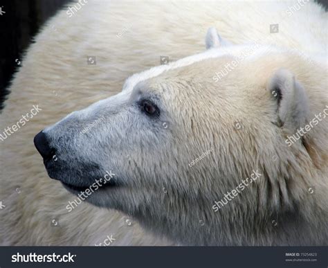 Polar Bear Head Turned Profile Stock Photo 73254823 Shutterstock