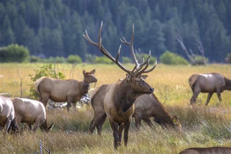 Rocky Mountain Elk Stock Photo Image Of Antlers National 180040664