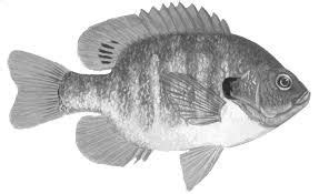 Today's submission comes from an aquarium hobbyist. bluegill sunfish tattoo - Google Search | Bluegill ...