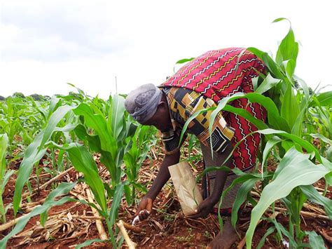 Improved Maize For African Soils Cimmyt International Maize And