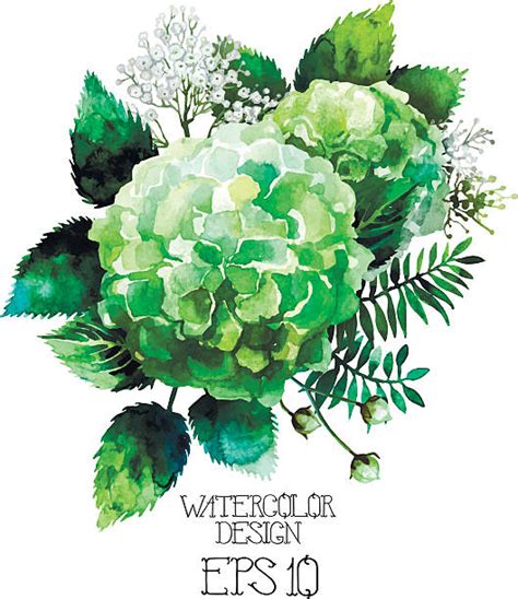 Royalty Free Hydrangea Clip Art Vector Images And Illustrations Istock