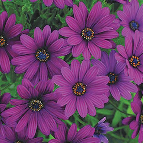 If taken care of, verbena will last all summer long. Osteospermum Serenity Purple | J Parker Dutch Bulbs in ...