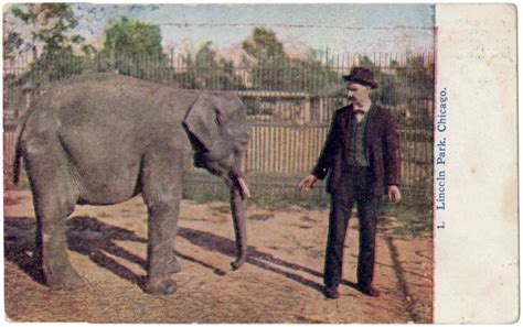 Antique Postcard Of An Elephant And Trainer Lincoln Park Zoo Chicago