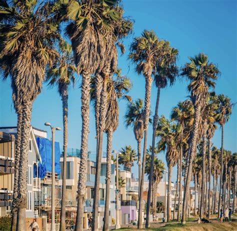 2020威尼斯海滩 旅游攻略 门票 地址 问答 游记点评，洛杉矶旅游旅游景点推荐 去哪儿攻略
