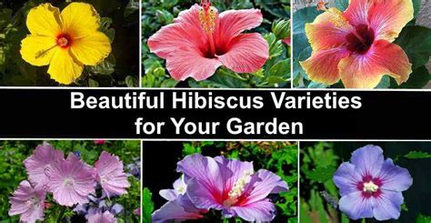 Types Of Hibiscus With Their Flowers And Leaves Pictures Identification