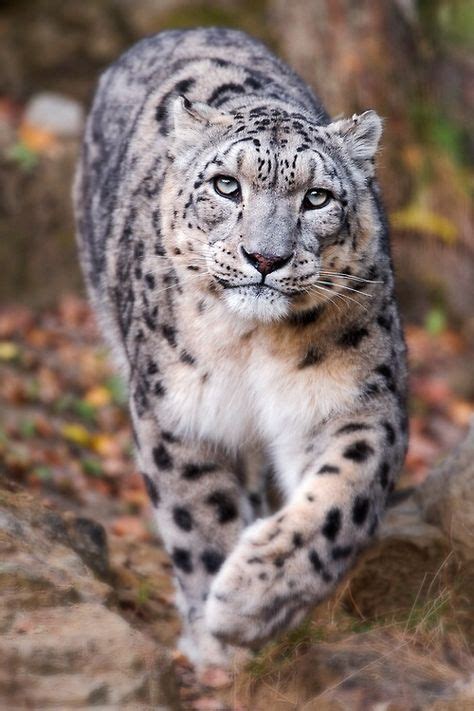 Snow Leopard Beautiful Pinterest Snow Leopard