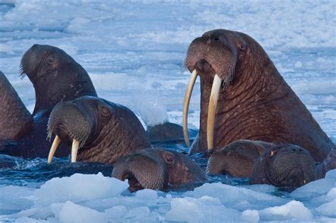 Hidden Ocean 2016 Arctic Marine Mammals Noaa Office Of Ocean