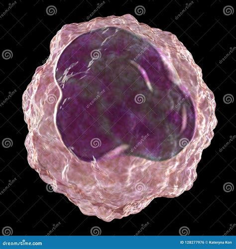 Monocyte White Blood Cell Stock Illustration Illustration Of Infection