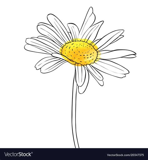 Vector Drawing Daisy Flower Floral Element Hand Drawn Botanical