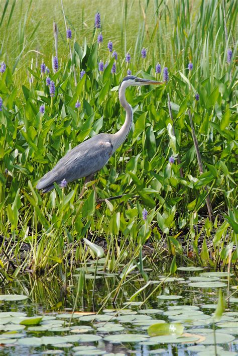 Free Images Water Grass Marsh Swamp Walking Bird Animal Pond
