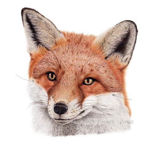 The tools needed for this are1. Original, 'Curious Fox' Drawing - Katie Packer Artist