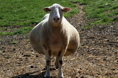 These Adorable Pregnant Animals Made Us Say A This Sheepish Sheep