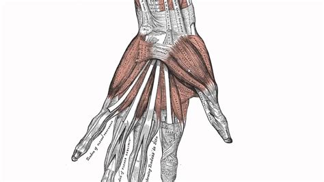 The term forearm is used in anatomy to distinguish it from the arm. Muscles of the Hand - Anatomy Tutorial - YouTube