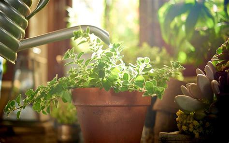 Cuidar Tus Plantas En Verano Tips Básicos Para Días Calurosos Como